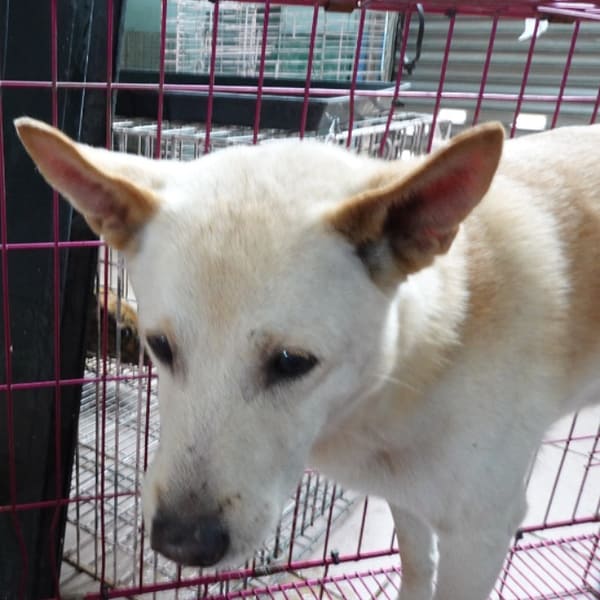 【待認養】混種犬 狗 (男生) - 臺南市動物之家灣裡站