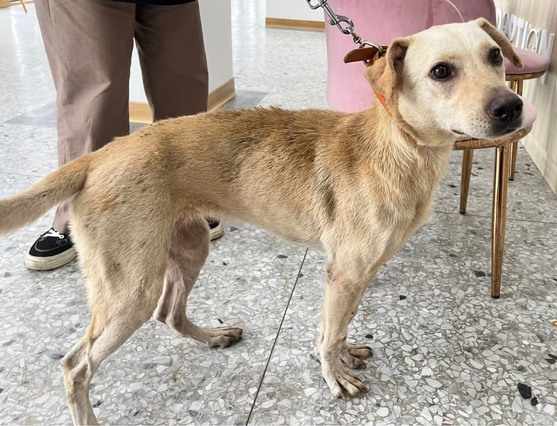 【待認養】混種犬 狗 (女生) - 花蓮縣狗貓躍動園區