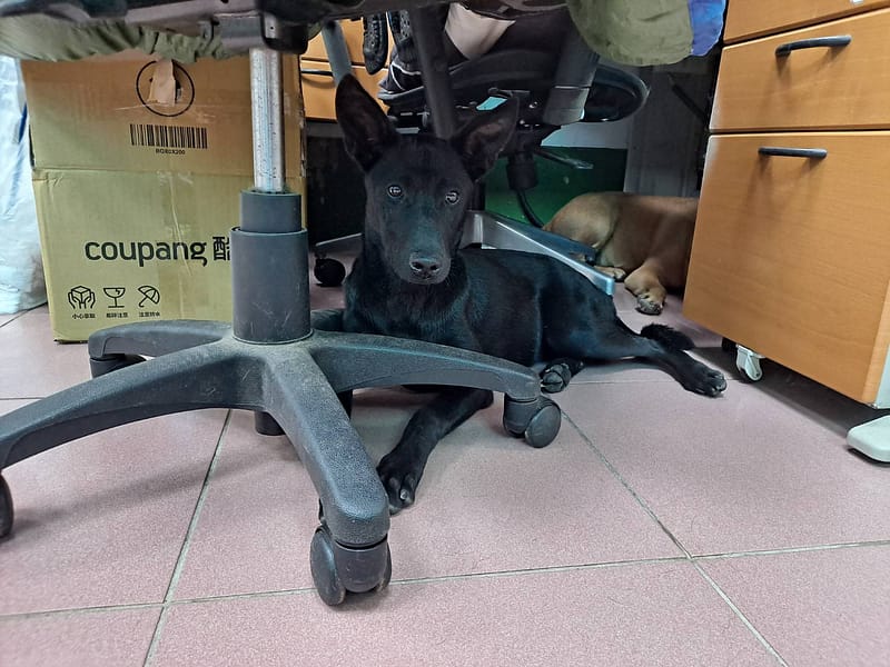 【待認養】混種犬 狗 (女生) - 屏東縣公立犬貓中途之家