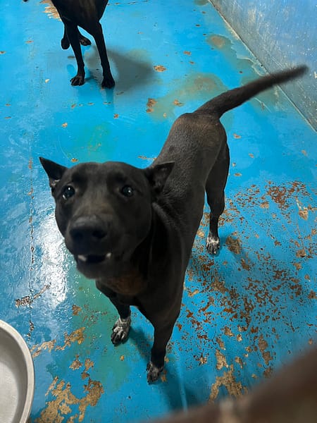【待認養】混種犬 狗 (男生) - 苗栗縣動物保護教育園區