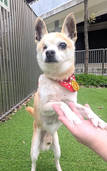 【待認養】吉娃娃犬 狗 (男生) - 新竹縣動物保護教育園區