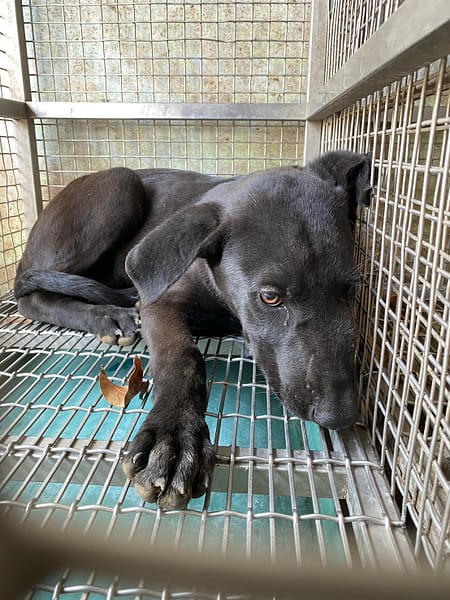 【待認養】混種犬 狗 (男生) - 臺南市動物之家善化站