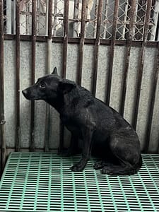 【待認養】混種犬 狗 (女生) - 彰化縣流浪狗中途之家