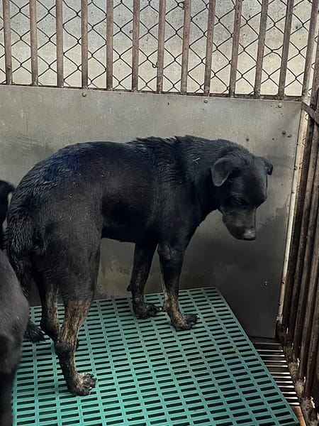 【待認養】混種犬 狗 (男生) - 彰化縣流浪狗中途之家