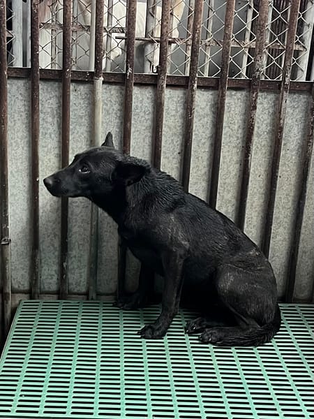 【待認養】混種犬 狗 (女生) - 彰化縣流浪狗中途之家