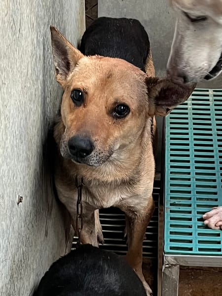 【待認養】混種犬 狗 (男生) - 彰化縣流浪狗中途之家