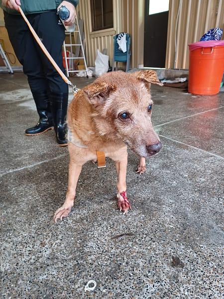 【待認養】混種犬 狗 (女生) - 新北市中和區公立動物之家
