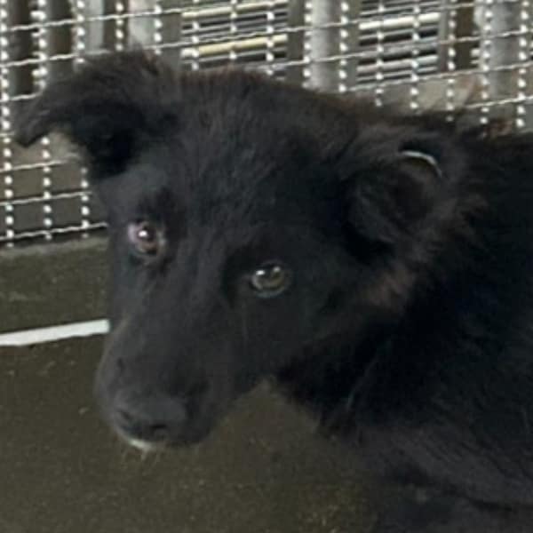 【待認養】混種犬 狗 (男生) - 澎湖縣流浪動物收容中心