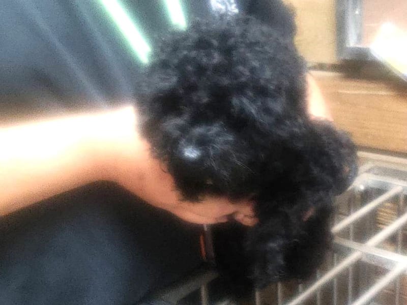 【待認養】貴賓犬 狗 (女生) - 高雄市壽山動物保護教育園區