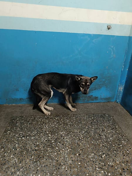 【待認養】混種犬 狗 (女生) - 苗栗縣動物保護教育園區