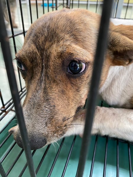 【待認養】混種犬 狗 (男生) - 臺南市動物之家善化站