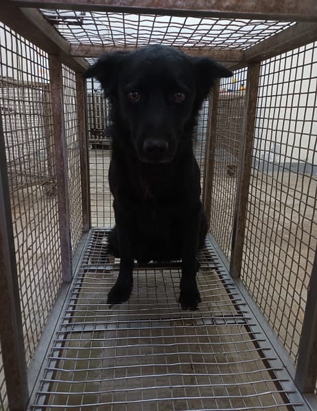 【待認養】混種犬 狗 (男生) - 嘉義縣動物保護教育園區