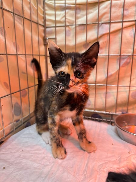 【待認養】混種貓 貓 (女生) - 新北市八里區公立動物之家