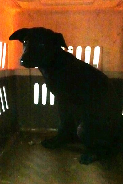 【待認養】混種犬 狗 (女生) - 宜蘭縣流浪動物中途之家