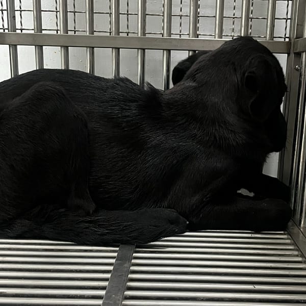 【待認養】混種犬 狗 (男生) - 臺南市動物之家善化站