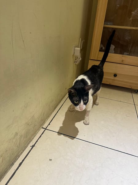 【待認養】混種貓 貓 (女生) - 新北市八里區公立動物之家