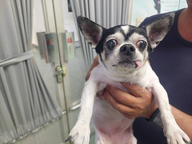 【待認養】吉娃娃犬 狗 (女生) - 臺南市動物之家善化站