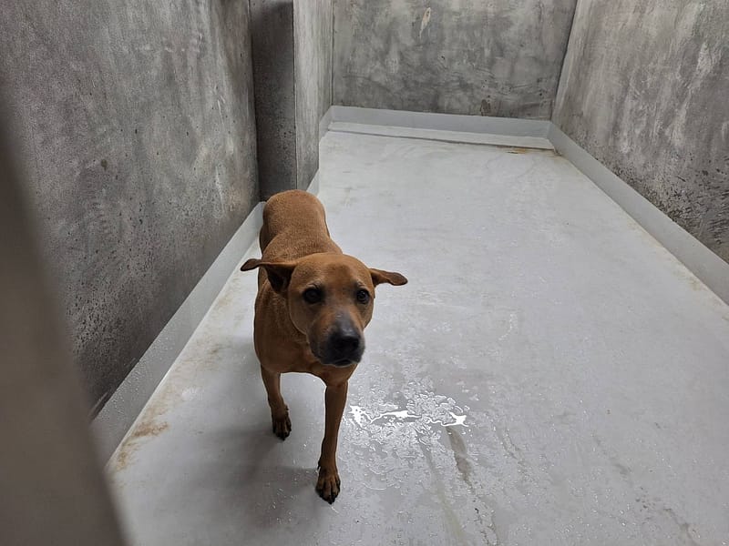 【待認養】混種犬 狗 (男生) - 基隆市寵物銀行