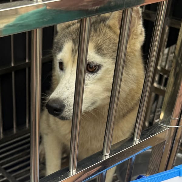 【待認養】哈士奇(西伯利亞雪橇犬) 狗 (女生) - 臺南市動物之家善化站