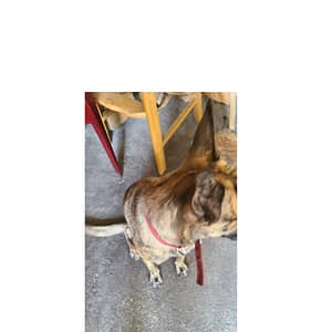 【急尋】混種犬 - 臺東縣臺東市臨海路一段及四維路一段交叉路口 (虎斑)