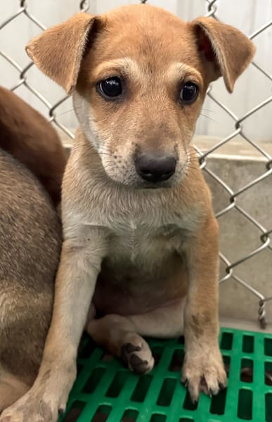 【待認養】混種犬 狗 (女生) - 臺東縣動物收容中心