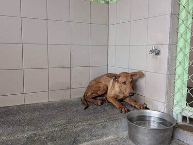 【待認養】混種犬 狗 (男生) - 高雄市燕巢動物保護關愛園區