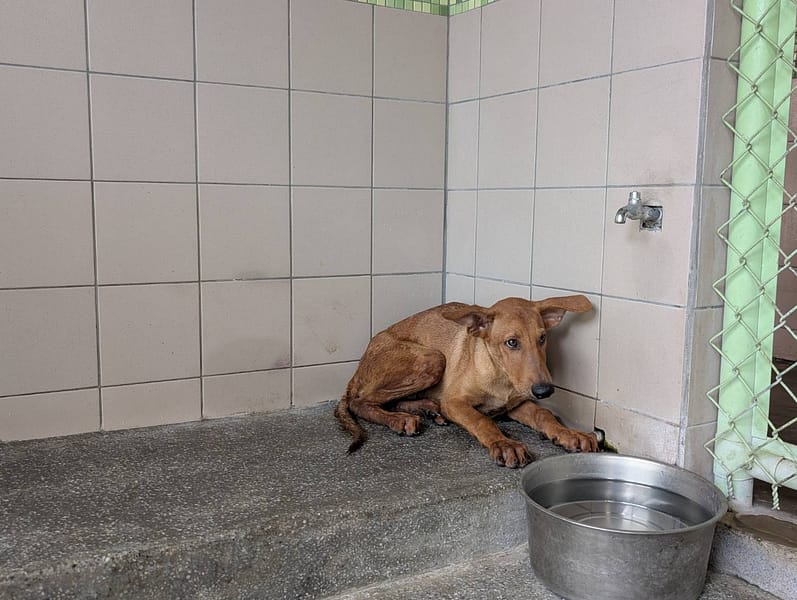 【待認養】混種犬 狗 (男生) - 高雄市燕巢動物保護關愛園區