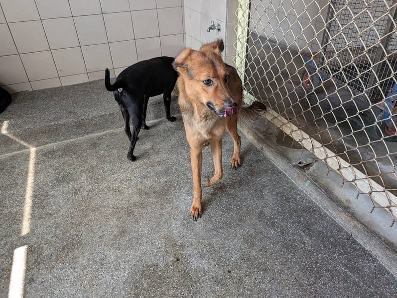 【待認養】混種犬 狗 (男生) - 高雄市燕巢動物保護關愛園區