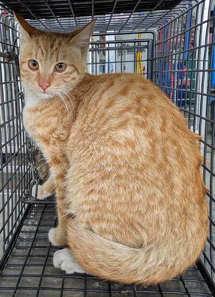 【待認養】混種貓 貓 (女生) - 花蓮縣狗貓躍動園區