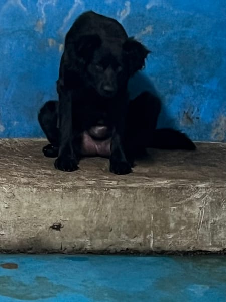 【待認養】混種犬 狗 (女生) - 苗栗縣動物保護教育園區