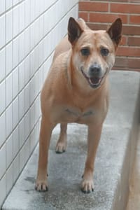 【待認養】混種犬 狗 (男生) - 宜蘭縣流浪動物中途之家