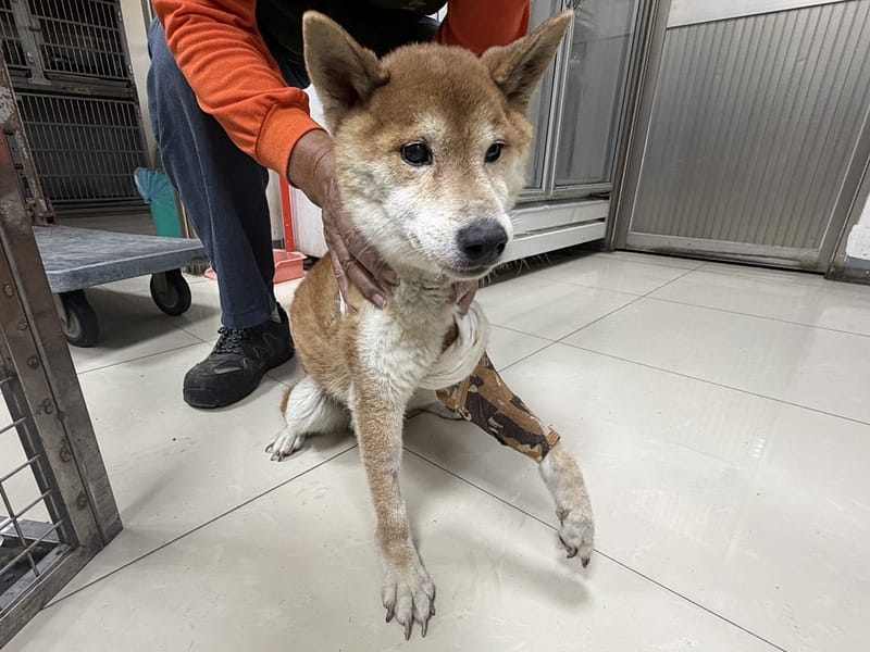 【待認養】柴犬 狗 (男生) - 高雄市壽山動物保護教育園區