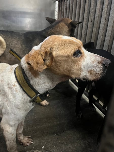 【待認養】混種犬 狗 (男生) - 彰化縣流浪狗中途之家