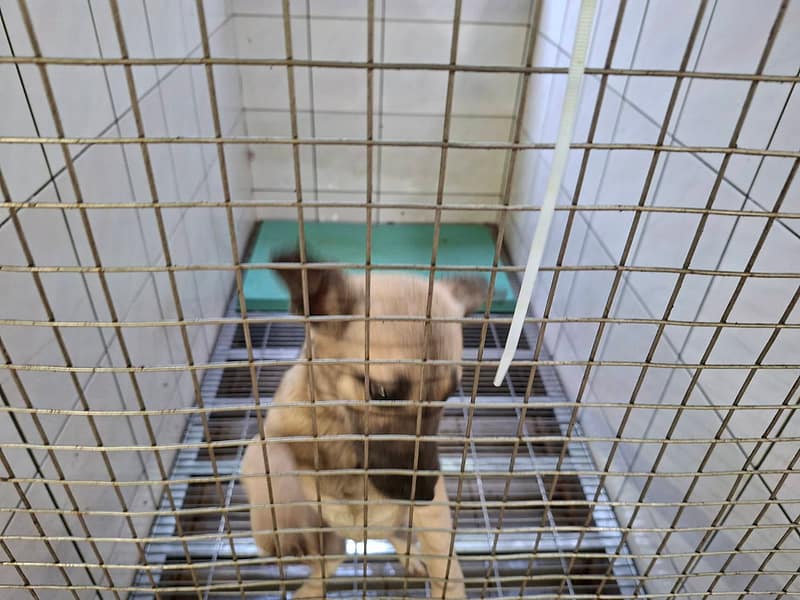 【待認養】混種犬 狗 (女生) - 臺南市動物之家善化站