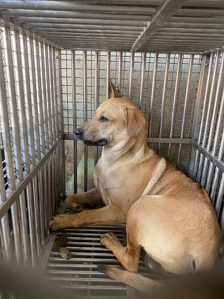 【待認養】混種犬 狗 (男生) - 臺南市動物之家善化站
