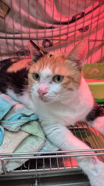 【待認養】混種貓 貓 (女生) - 新北市八里區公立動物之家