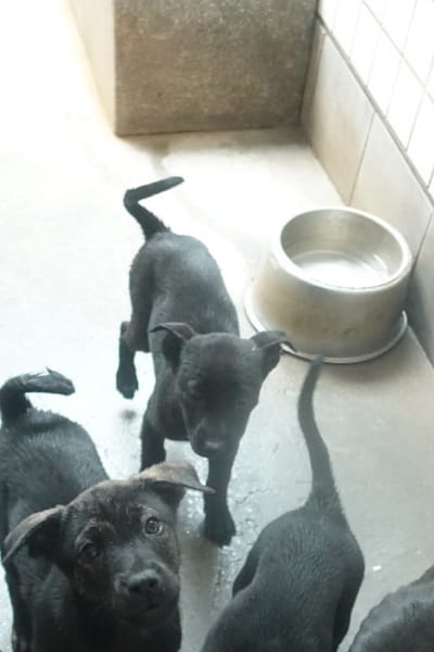 【待認養】混種犬 狗 (未知) - 宜蘭縣流浪動物中途之家