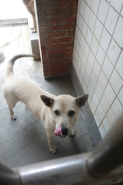 【待認養】混種犬 狗 (男生) - 宜蘭縣流浪動物中途之家