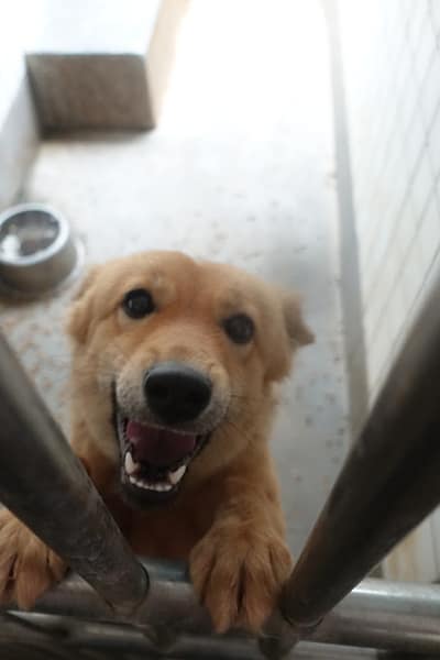 【待認養】混種犬 狗 (女生) - 宜蘭縣流浪動物中途之家