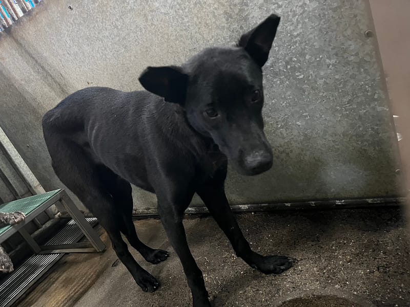 【待認養】混種犬 狗 (女生) - 彰化縣流浪狗中途之家