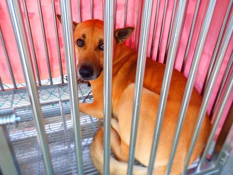 【待認養】混種犬 狗 (男生) - 南投縣公立動物收容所