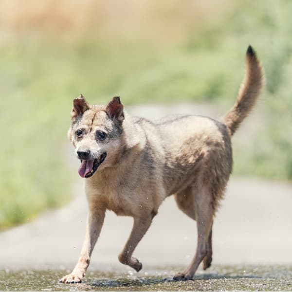 【待認養】混種犬 狗 (男生) - 新北市新店區公立動物之家