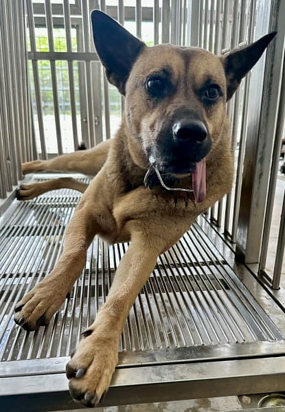 【待認養】混種犬 狗 (女生) - 花蓮縣狗貓躍動園區