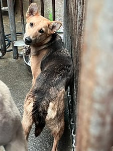 【待認養】混種犬 狗 (女生) - 彰化縣流浪狗中途之家
