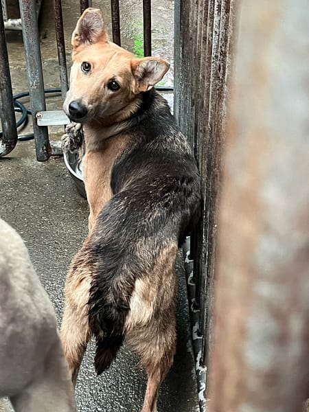 【待認養】混種犬 狗 (女生) - 彰化縣流浪狗中途之家