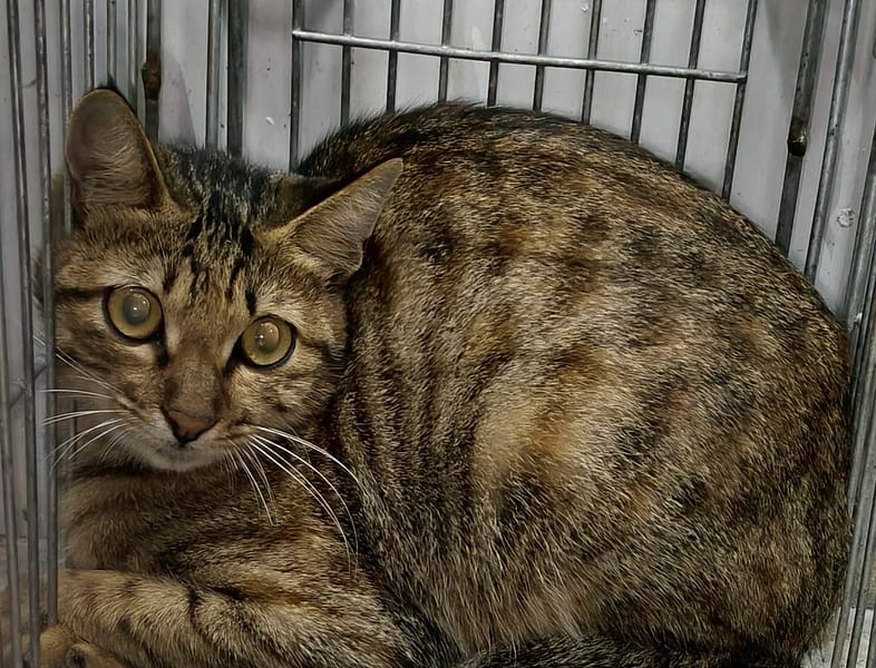 【待認養】混種貓 貓 (男生) - 新北市三芝區公立動物之家