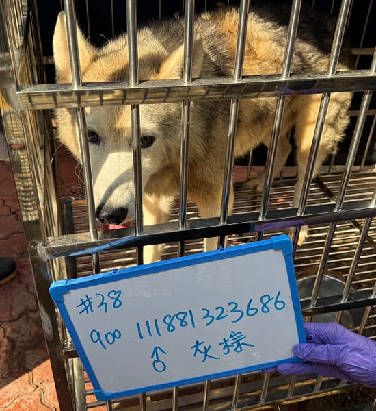 【待認養】哈士奇(西伯利亞雪橇犬) 狗 (男生) - 臺南市動物之家善化站
