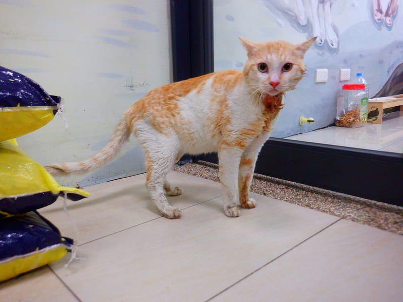 【待認養】混種貓 貓 (男生) - 南投縣公立動物收容所