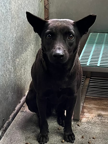 【待認養】混種犬 狗 (男生) - 彰化縣流浪狗中途之家