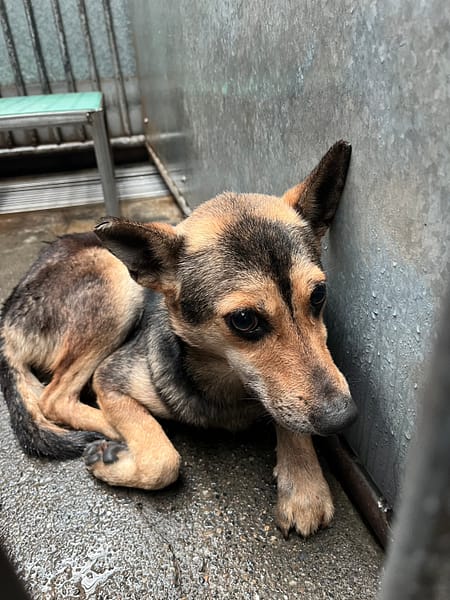 【待認養】混種犬 狗 (女生) - 彰化縣流浪狗中途之家